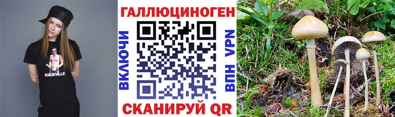кракен рабочий сайт  Сенгилей  Галлюциногенные грибы Psilocybe  магазин продажи наркотиков 